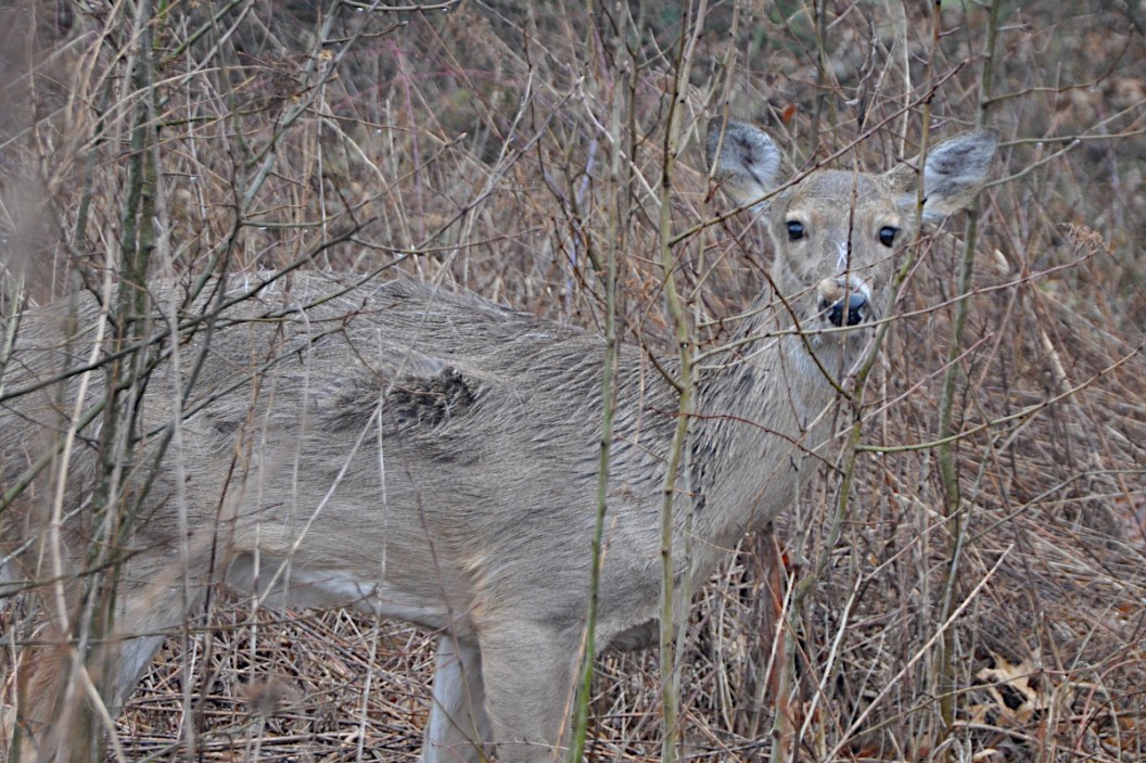 When Is the Best Time to Fill Your Antlerless Deer Tags? Wide Open Spaces