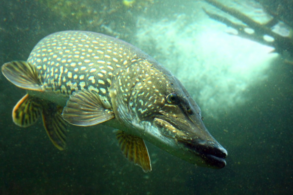 Muskellunge: Profiling the Fish of 1,000 Casts - Wide Open Spaces