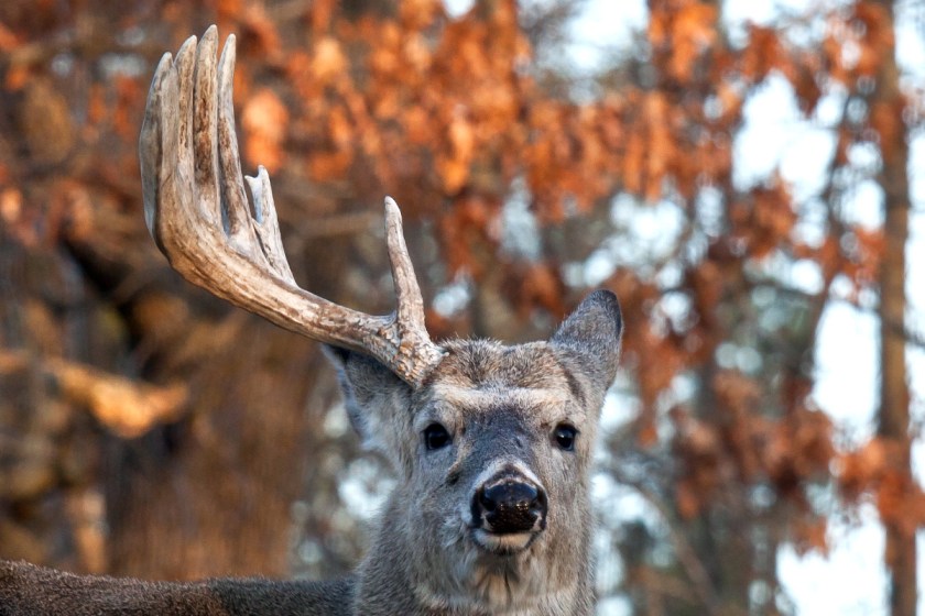 when-do-deer-shed-their-antlers-the-factors-that-affect-the-yearly