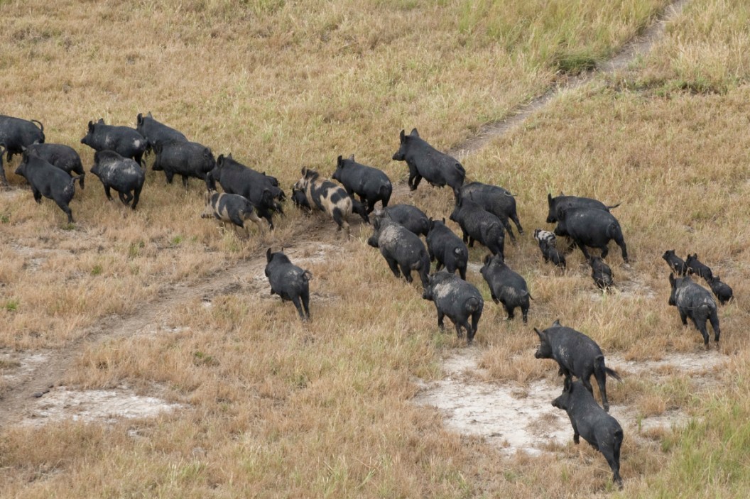 where-did-feral-hogs-come-from-anyway-a-history-of-wild-swine-in-north