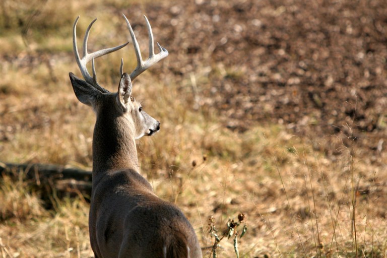 Best Deer Hunting Times: How to Maximize Time in the Woods