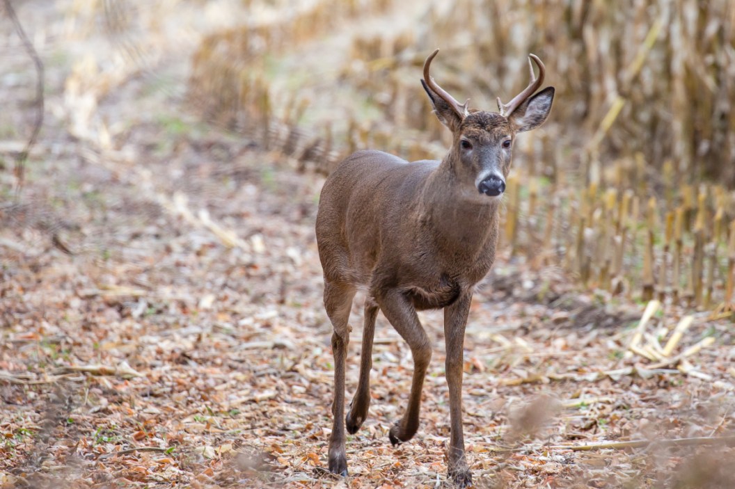 Wisconsin Reports 8% Decrease in 2021 Firearms Deer Harvest Following ...