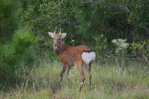 Sika Deer: Why the Maryland Hunt Belongs on Your Bucket List