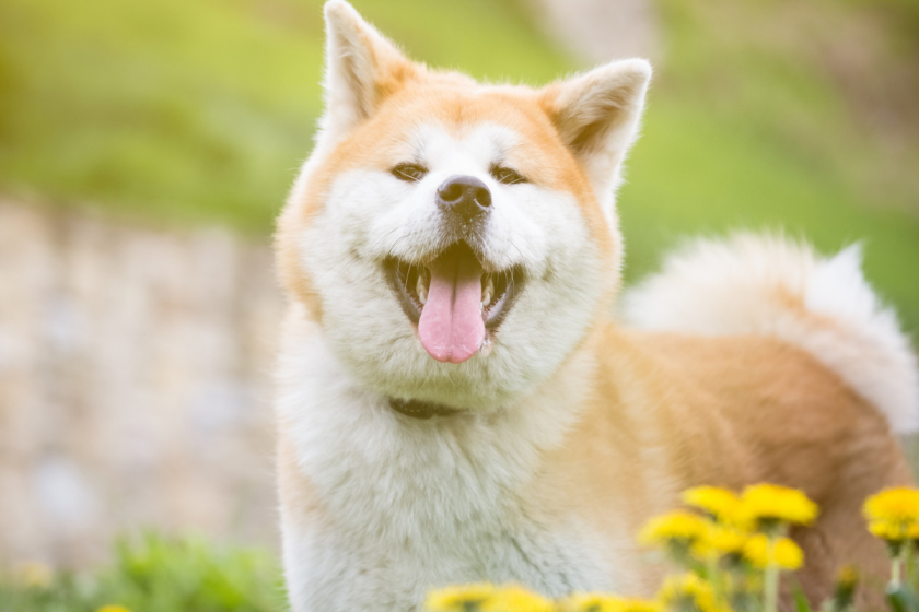 How Much Do Akita Dogs Cost? Average Price + Health & Other Expenses