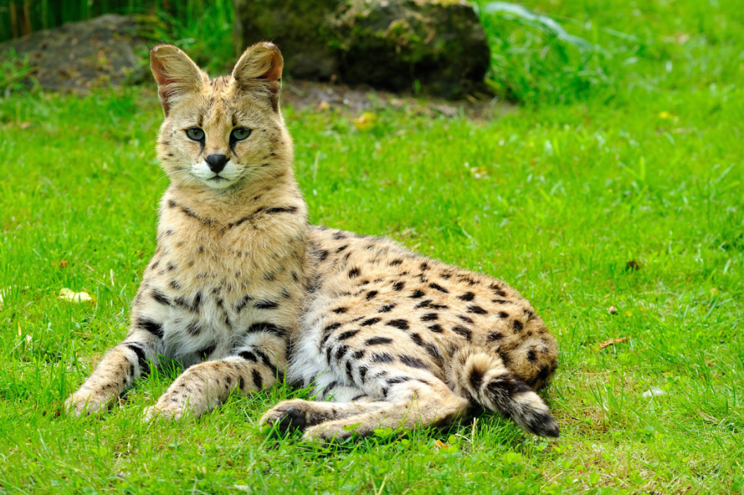 Lynx vs. Bobcat, How to Tell the Difference Between Them