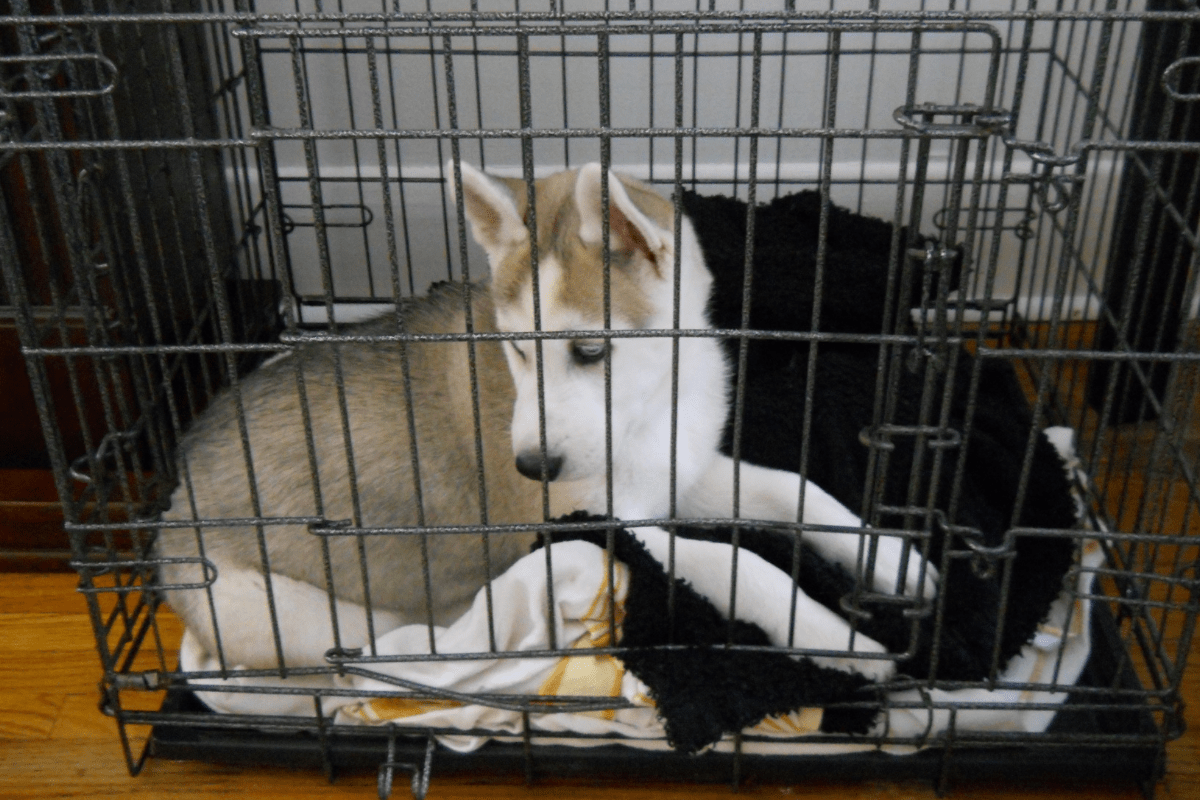 puppy-crying-in-crate-here-s-what-veterinary-medicine-experts-suggest