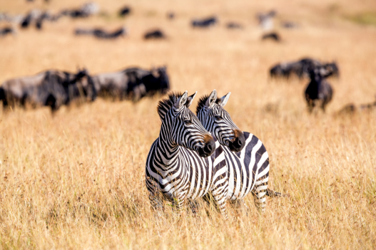 10 Best Animals to Hunt in Africa