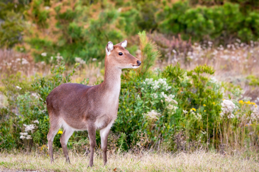 Sika Deer: Why the Maryland Hunt Belongs on Your Bucket List