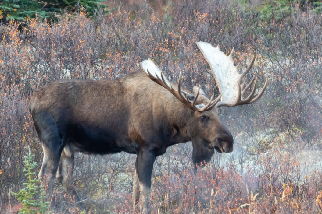 Moose Hunting: 10 Best Places to Harvest a Moose in the U.S.