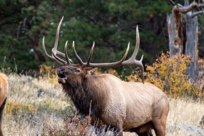 Washington Officials Seek Tips on Three Elk Being Poached, Left to Rot ...