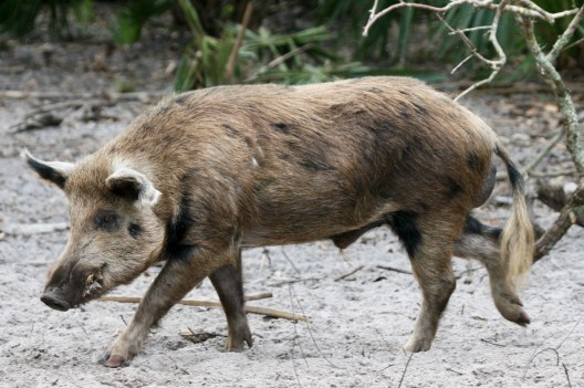 Two Texas Counties Set to Open Feral Hog Bounty Program - Wide Open Spaces