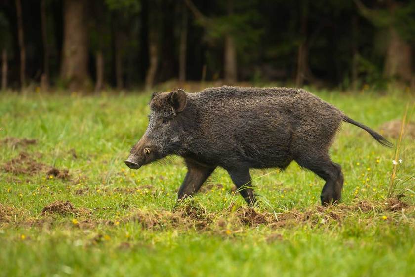 Are Feral Hogs Dangerous: Threats Posed By the Invasive Species - Wide ...