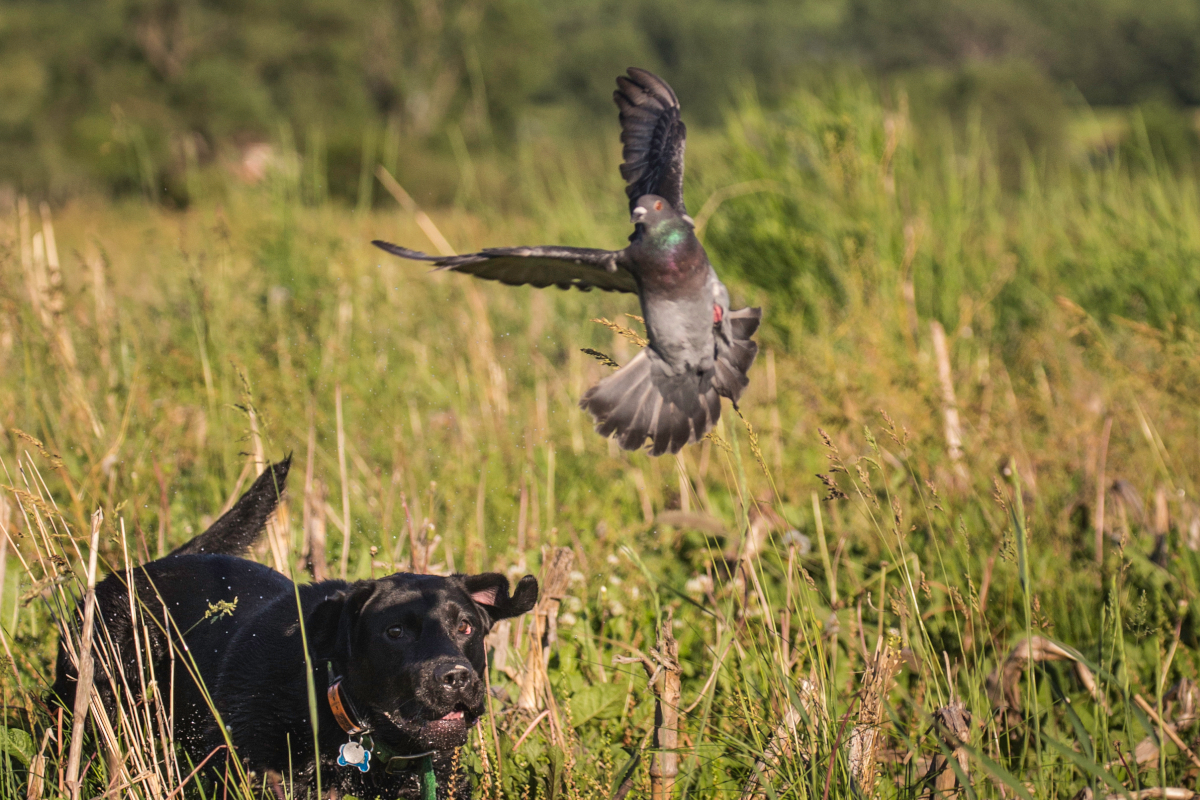 pigeon-hunting-can-help-you-keep-your-shooting-skills-sharp-in-the