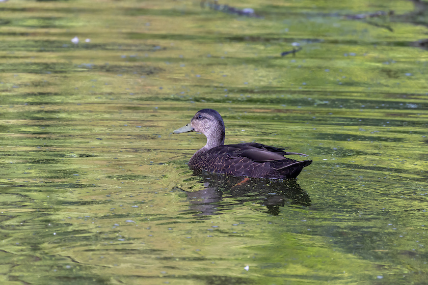 10 Most Popular Duck Species To Hunt