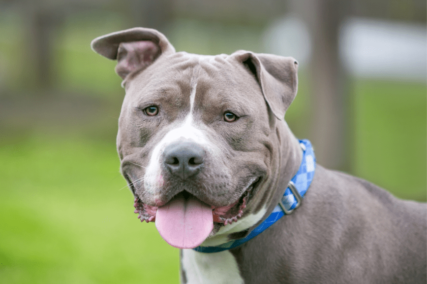 10 Popular Dog Breeds to Adopt From Your Local Shelter