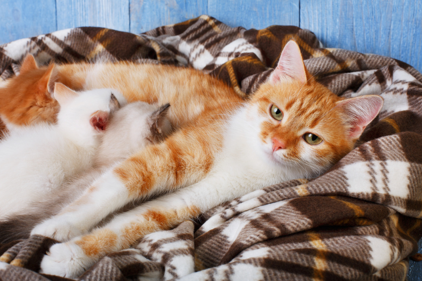 When Can Kittens Leave Their Mom: How To Tell They Left Too Soon