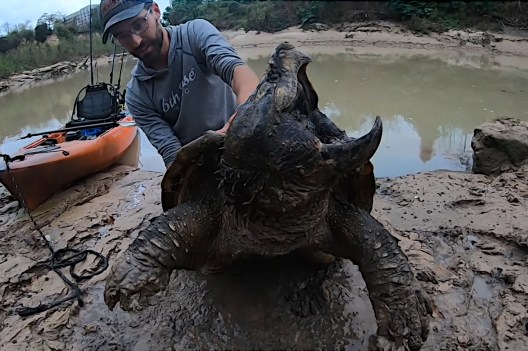 Angler Tangles With Huge Alligator Snapping Turtle He Hooked By Mistake ...