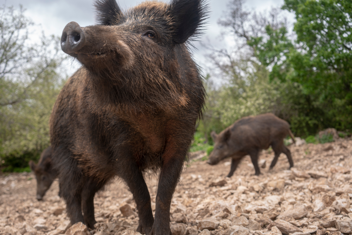 Eating Wild Hogs: Factors Affecting Quality and Safety - Wide Open Spaces