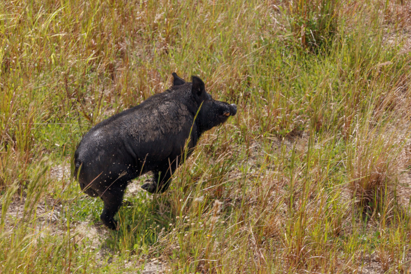 Eating Wild Hogs: Factors Affecting Quality and Safety - Wide Open Spaces