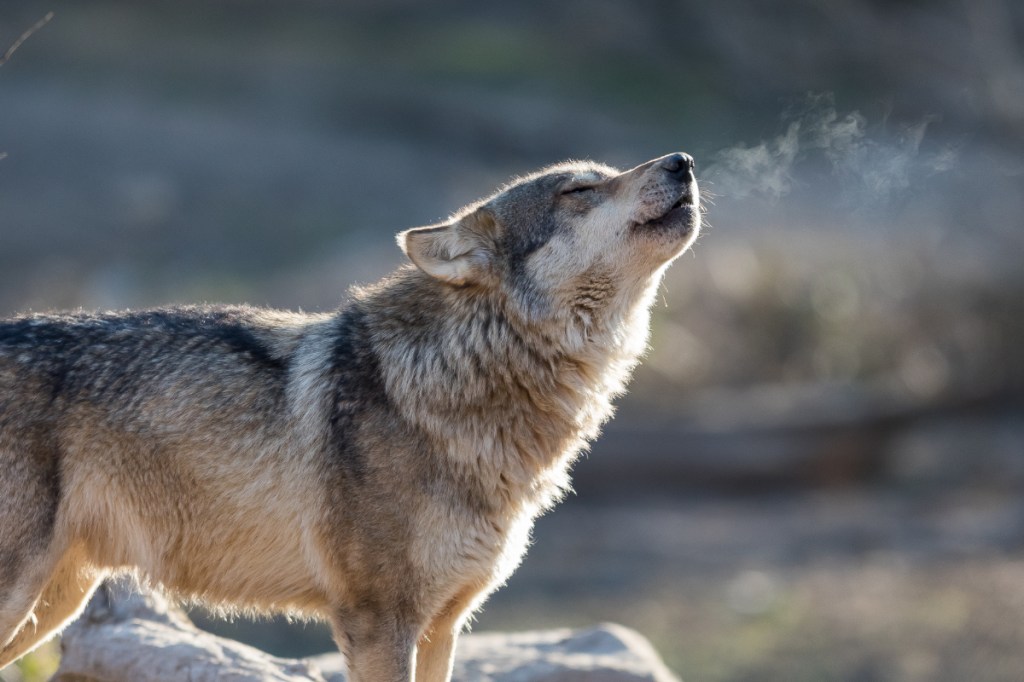 Where, When, and How to Hunt Wolves in the US - Wide Open Spaces