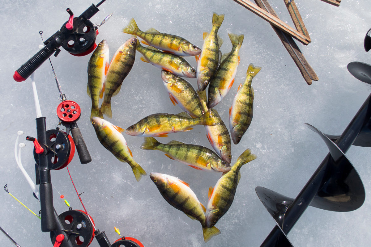Ice Fishing Perch: Tips to Target and Techniques to Catch These Tasty Fish