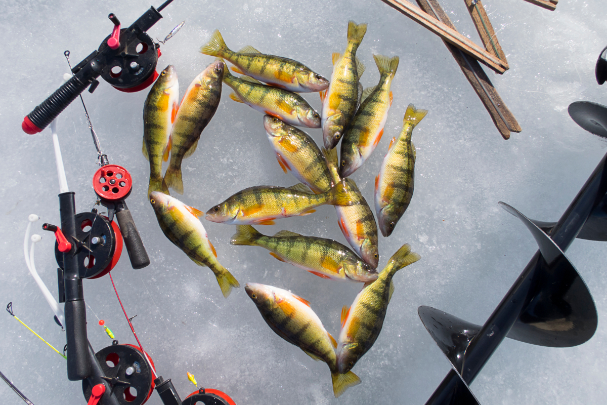 Perch Ice Fishing: How to Catch Jumbos During the Coldest Time of Year ...