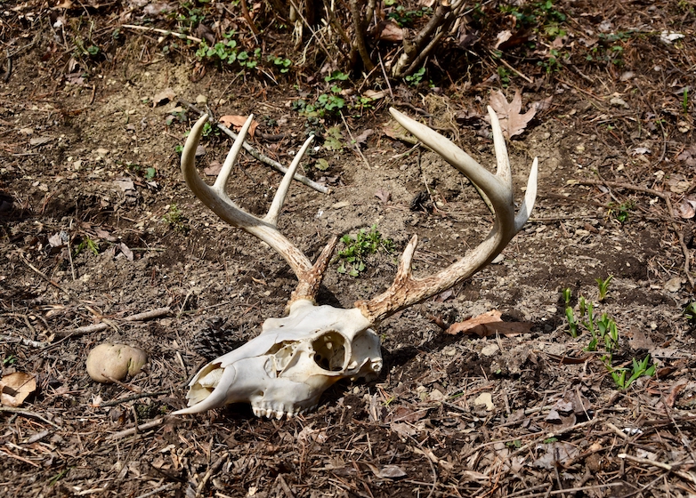 Euro Mounts How to Clean a Deer Skull Yourself