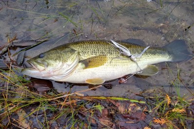 Spinnerbaits for Bass: 8 Choices That Always Seem to Catch Them - Wide ...