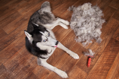 Huskies blowing their outlet coat