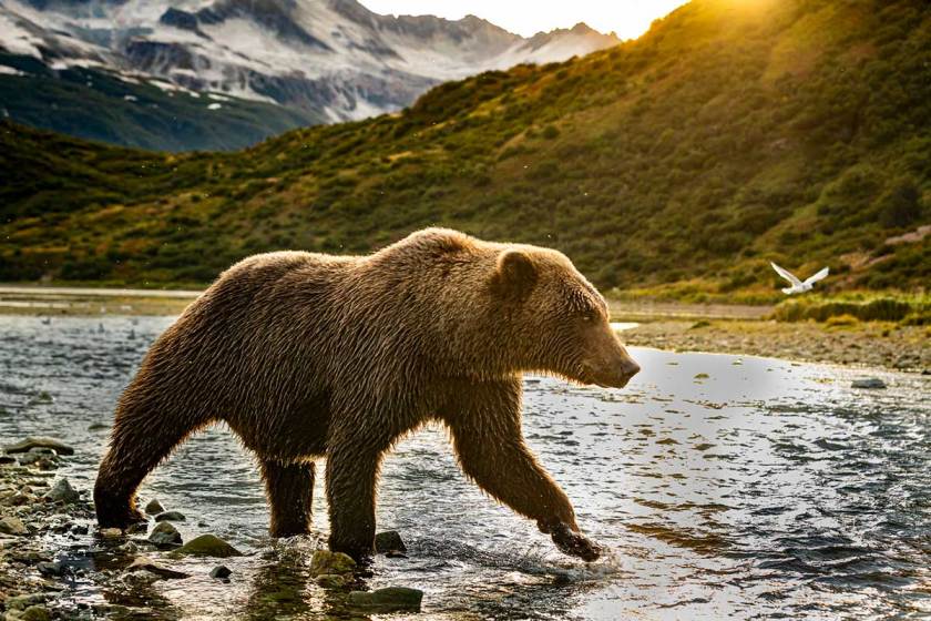 9 Bear Facts About North America's Biggest Predator