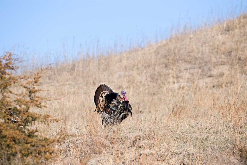 Nebraska Turkey Hunting Season Dates and License Info