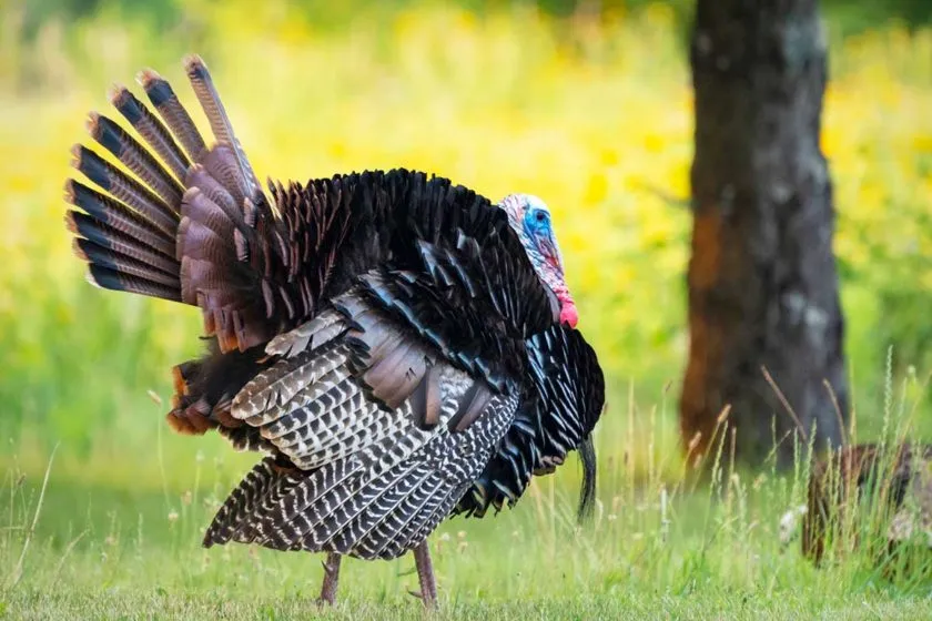 Wisconsin Turkey Hunting Seasons, License Requirements, and More