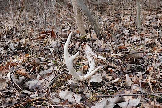 How to Match Up a Shed Antler With Its Missing Side