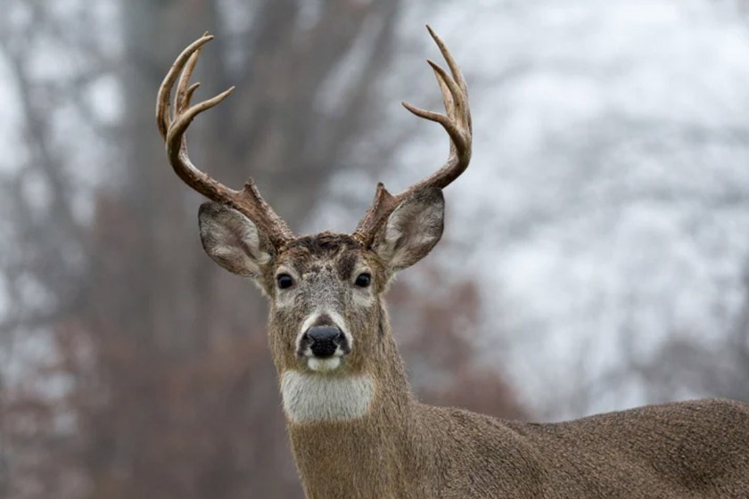 Indiana Deer Hunting: An Underrated State To Bag A Big Buck - Wide Open 