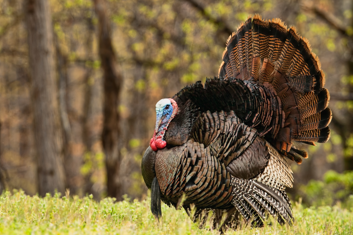 Wild Turkey Conservation is One of Hunting's Great Success Stories