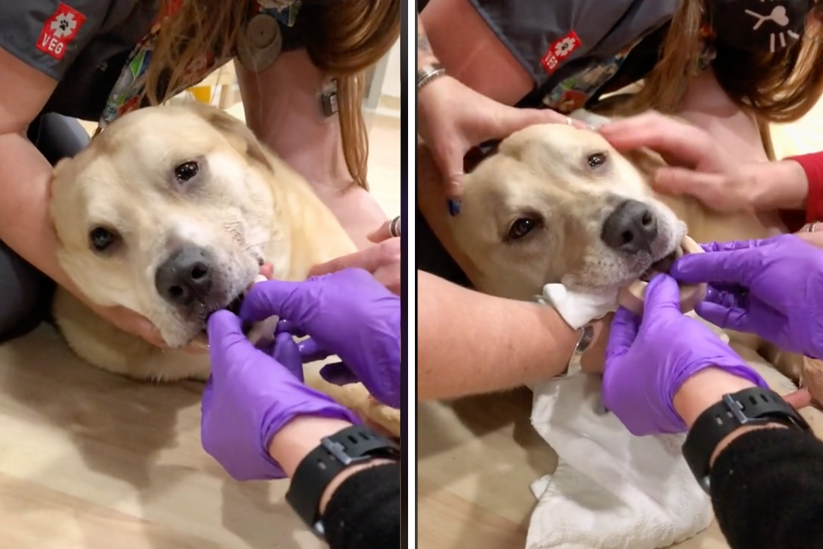 Emergency Vet Removes Bone Lodged on Dog's Jaw in Viral Video