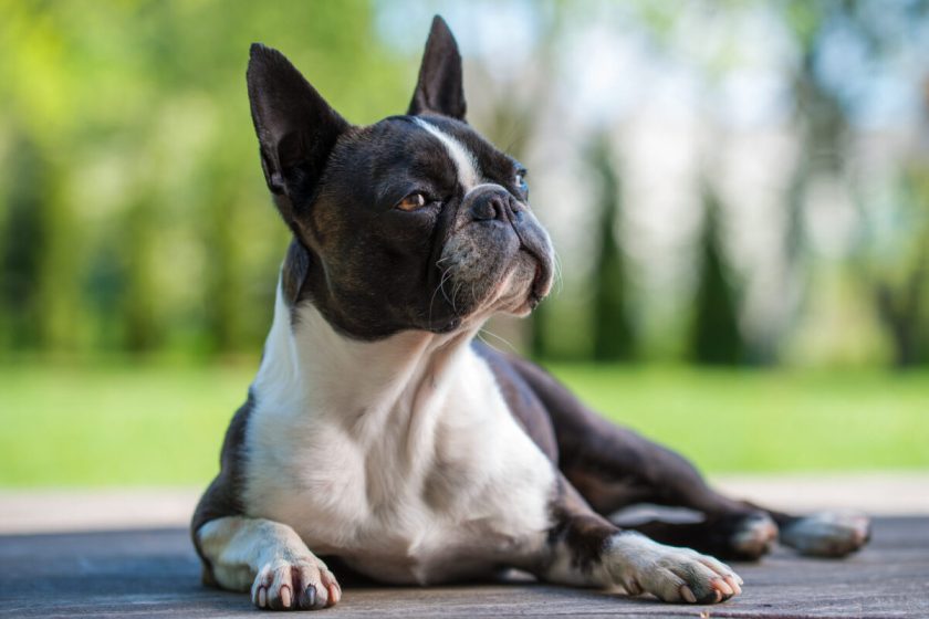 Boston Terrier Vs. French Bulldog: Differences And Similarities