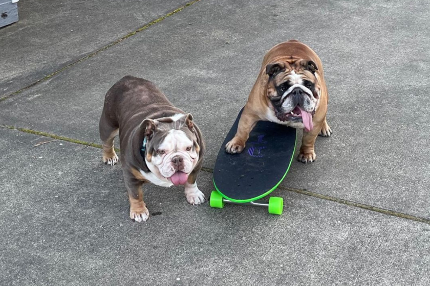 Watch This Bulldog Skateboard Chowder the Skateboarding Bulldog