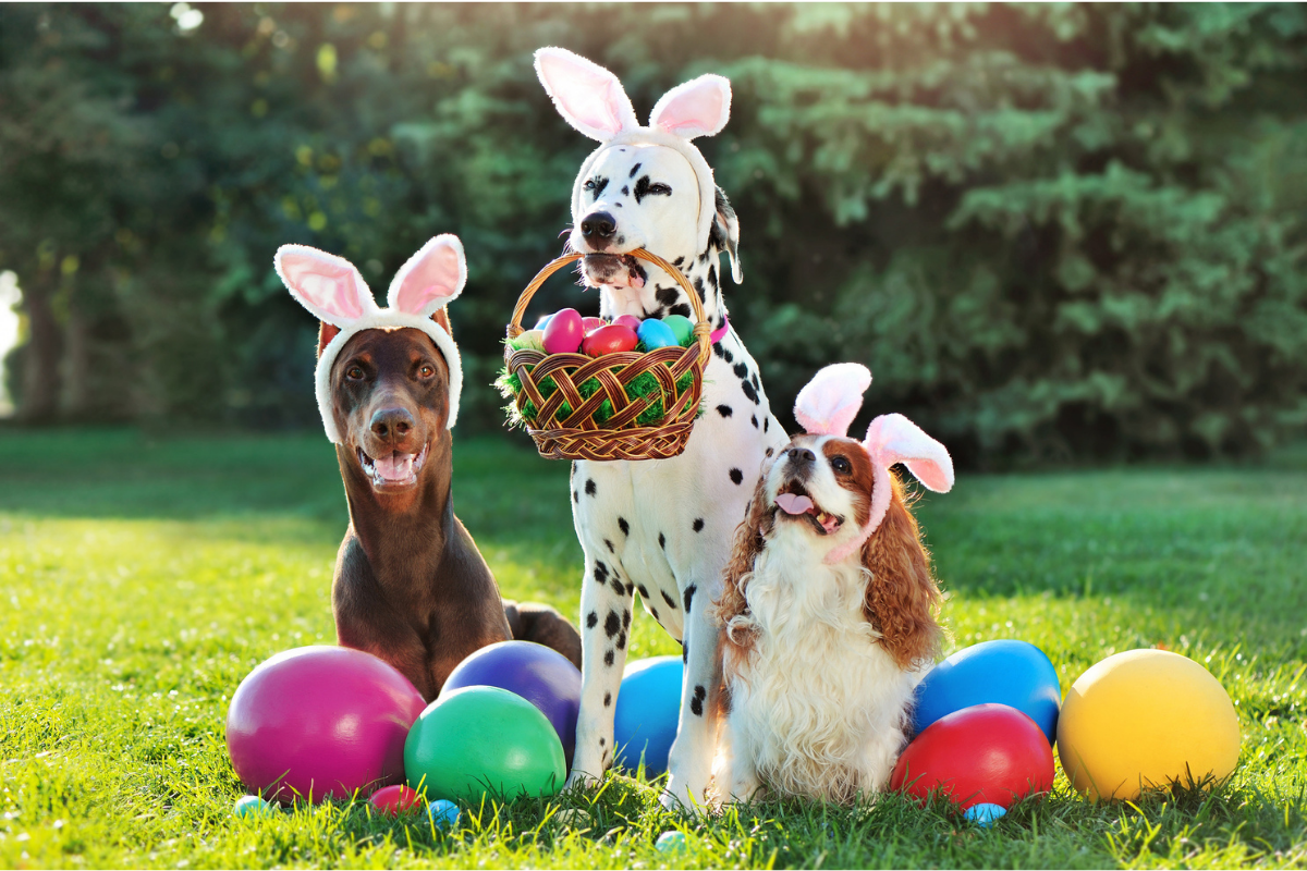 How to Host an Easter an Egg Hunt for Dogs Dog Easter Egg Hunt