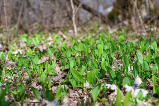 5 Common Edible Plants in the U.S. That Are Found Almost Everywhere