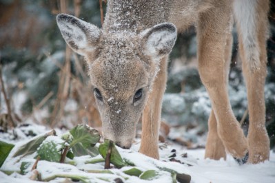 The Importance of Strategically Placing Blinds and Treestands on Food Plots