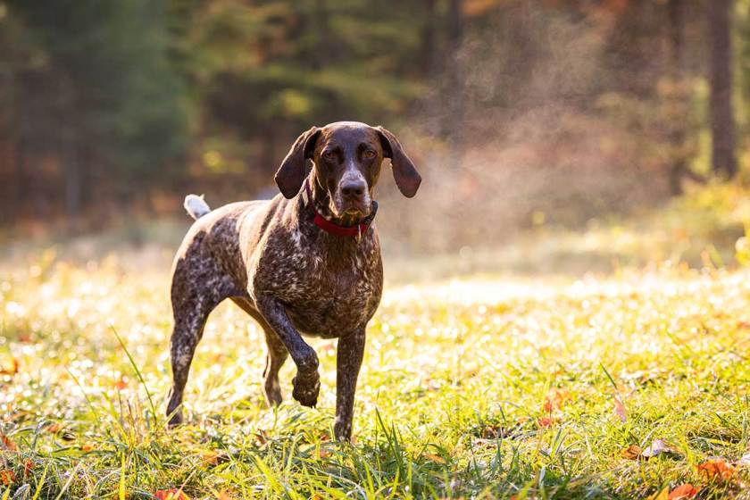 Why You Should Keep Gun Dogs Out of the Field After Mid-April
