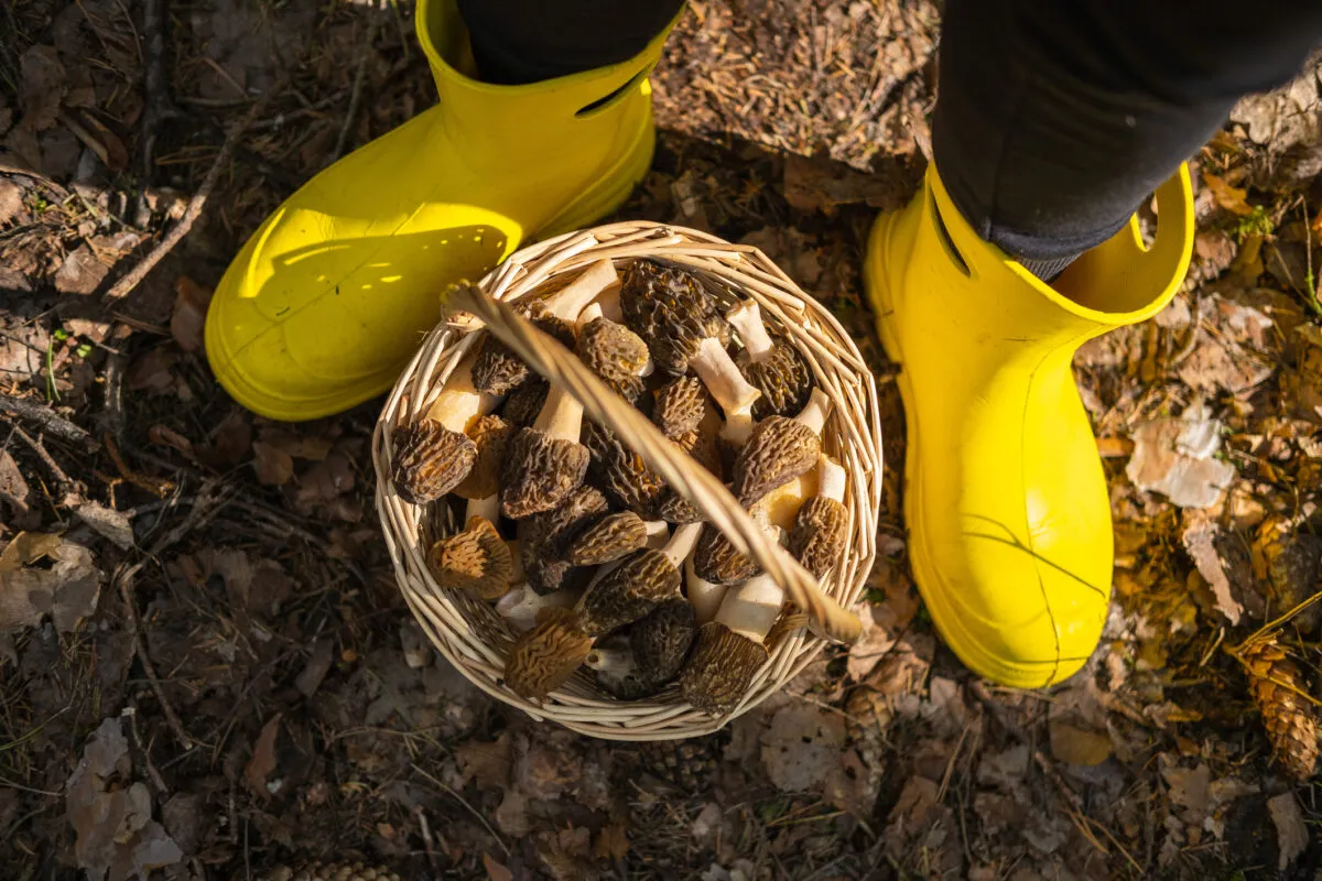 10 Best Places to Find Morel Mushrooms That Are Safe To Eat