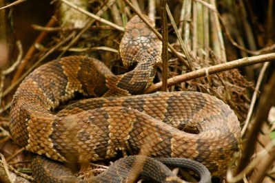 4 Key Lessons Hunters Can Learn From Snakes