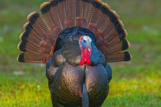 The 5 North American Turkey Subspecies Share Some Subtle Differences