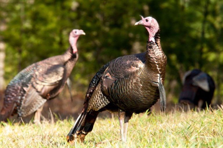 The 5 North American Turkey Subspecies Share Some Subtle Differences