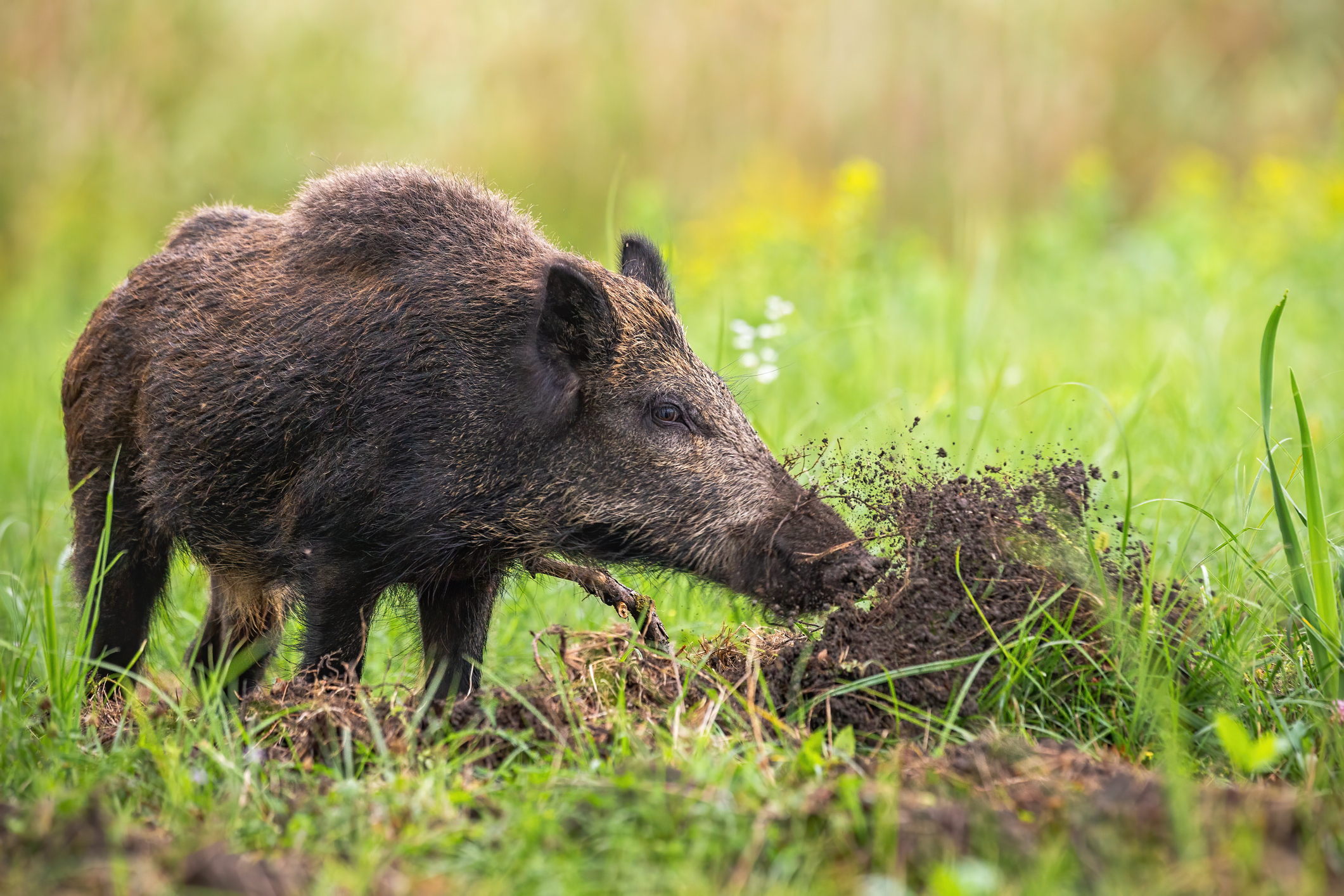 Texas War On Feral Hogs Is Only Getting Worse