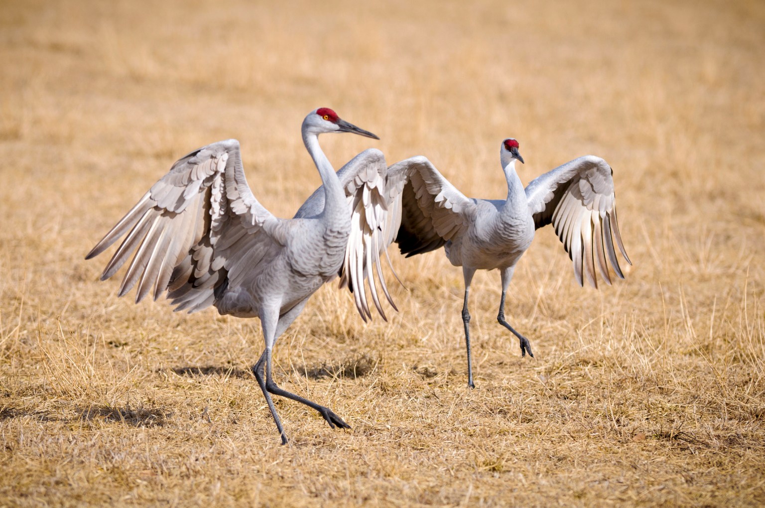 Sandhill Crane Hunting: Every State With a Season