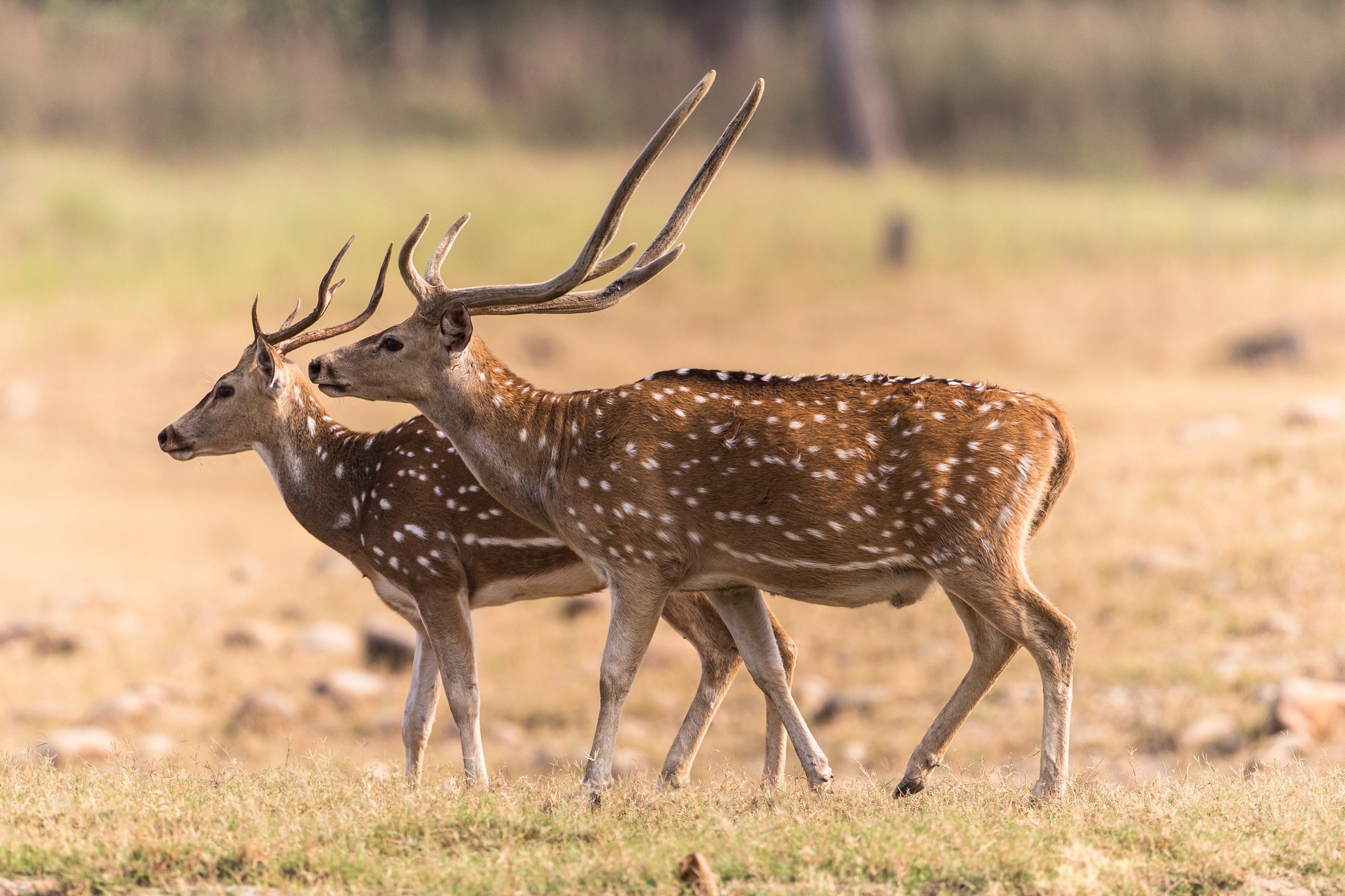 invasive-axis-deer-impact-in-the-u-s-and-how-to-hunt-them