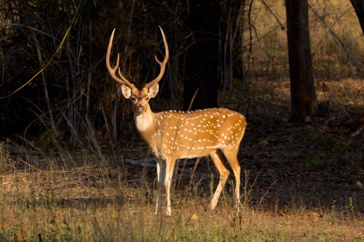 Invasive Axis Deer: Impact in the U.S. and How to Hunt Them